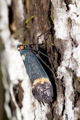 Penthicodes farinosus