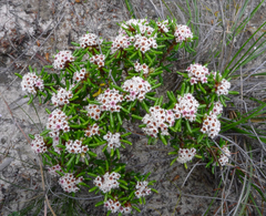 Stenanthemum