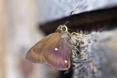 Hasora quadripunctata