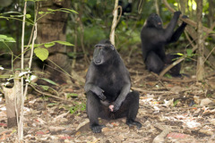 Macaca nigra
