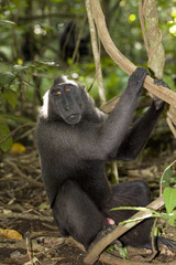 Macaca nigra