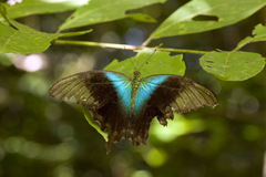 Papilio peranthus