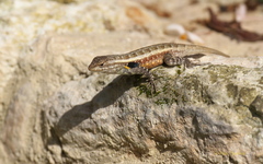 Sceloporus teapensis