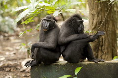 Macaca nigra