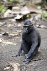Macaca nigra