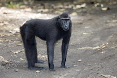 Macaca nigra