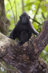 Macaca nigra