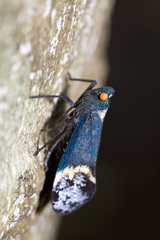 Penthicodes farinosus