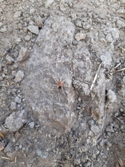 Grammostola rosea