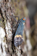 Penthicodes farinosus