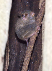 Tarsius spectrumgurskyae