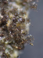 Paradiachea caespitosa