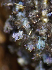 Paradiachea caespitosa