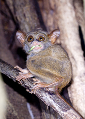 Tarsius spectrumgurskyae