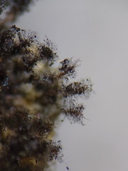 Paradiachea caespitosa