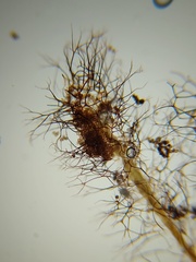 Paradiachea caespitosa