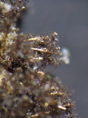 Paradiachea caespitosa