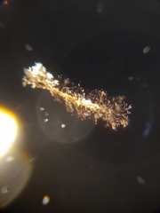 Paradiachea caespitosa