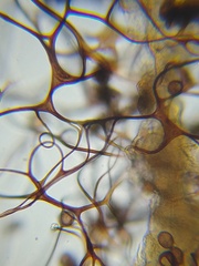 Paradiachea caespitosa