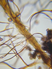 Paradiachea caespitosa