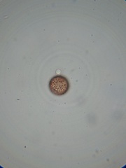 Paradiachea caespitosa