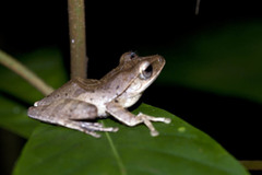 Polypedates iskandari