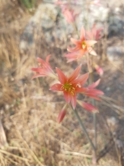 Zephyranthes advena