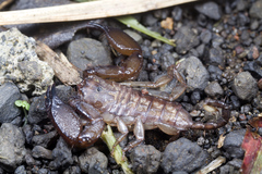 Liocheles