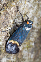 Penthicodes farinosus