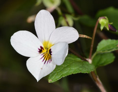 Viola ocellata