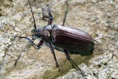 Dysiatus melas
