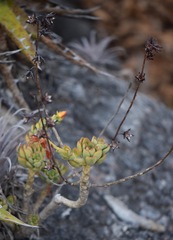 Echeveria macdougallii