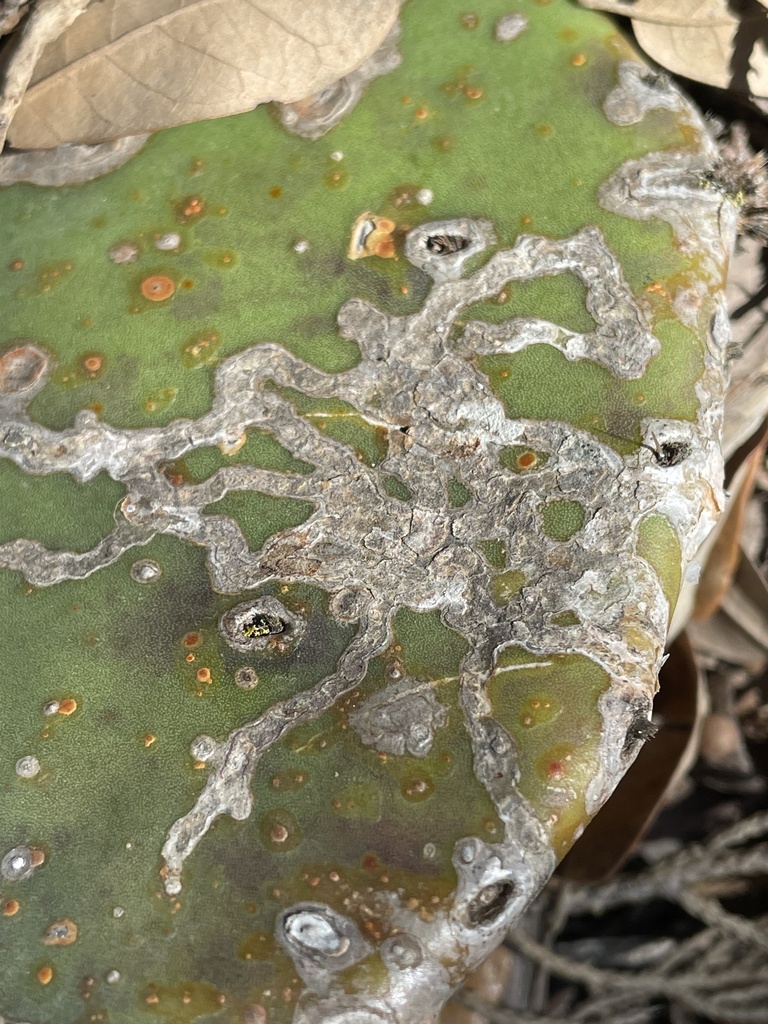 Opuntia Leaf Miner
