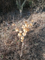 Physalis nicandroides