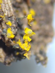 Physarum viride