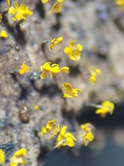 Physarum viride