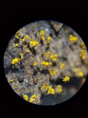 Physarum viride
