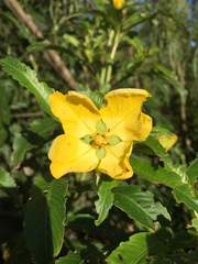 Ludwigia bonariensis