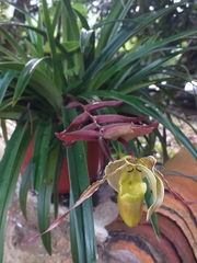 Phragmipedium
