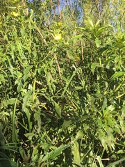 Ludwigia bonariensis