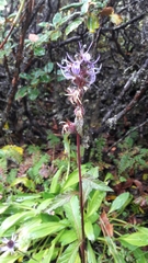 Lobelia erectiuscula