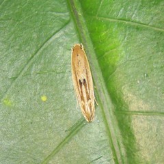 Amphixystis hapsimacha