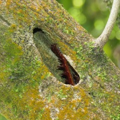 Hemideina crassidens