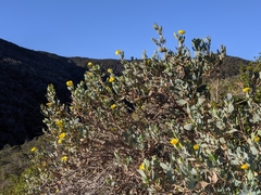 Dendromecon harfordii