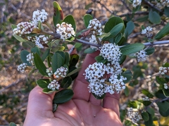Ceanothus megacarpus insularis
