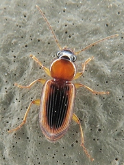 Stenolophus dissimilis