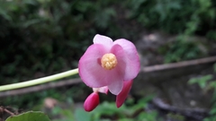 Begonia megaptera