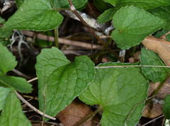 Viola ocellata