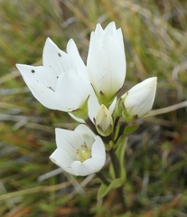 Gentianella bellidifolia