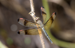Neurothemis manadensis